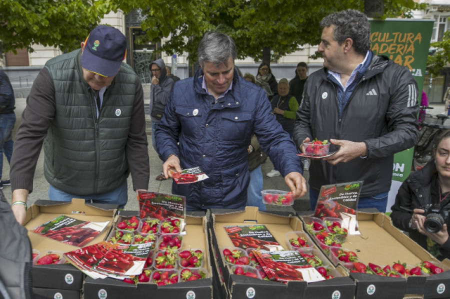 UPA Andalucía lleva a la Praza do Obradoiro fresas "sanas, seguras y sostenibles" para reivindicar el producto