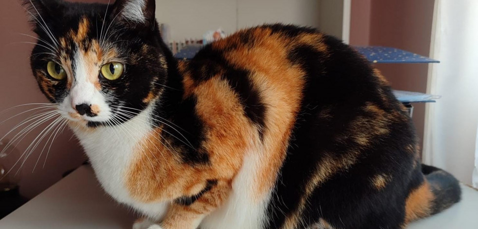 Se busca gatita en Narón: la familia de Molly ofrece recompensa para que vuelva a casa