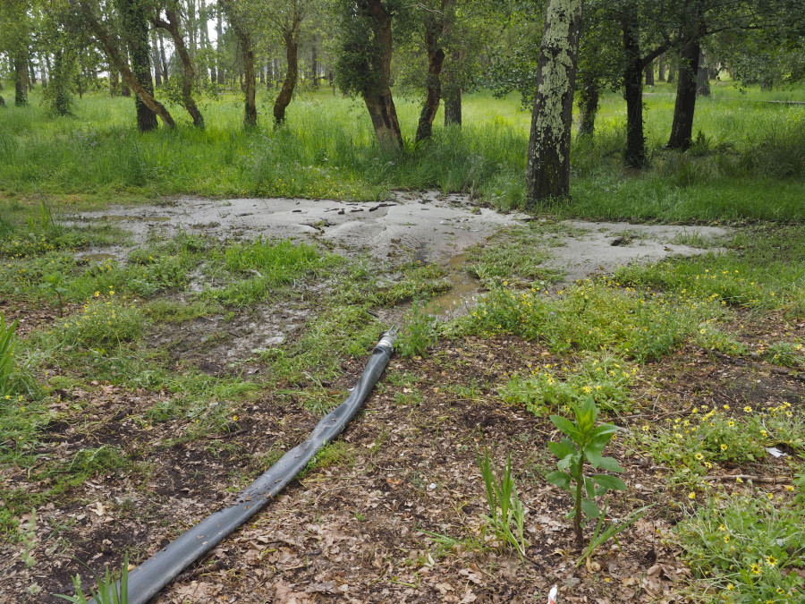 Preocupación vecinal por el vertido de aguas del alcantarillado al pinar de A Magdalena, en Cabanas