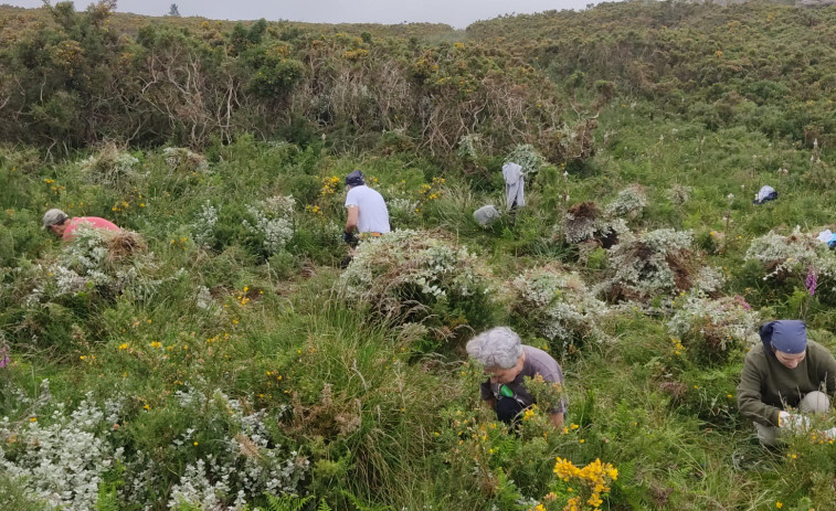 La ‘siempreviva’, otra planta exótica que pone en jaque a la Costa Ártabra