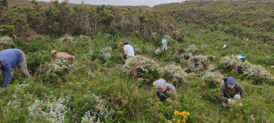 La ‘siempreviva’, otra planta exótica que pone en jaque a la Costa Ártabra