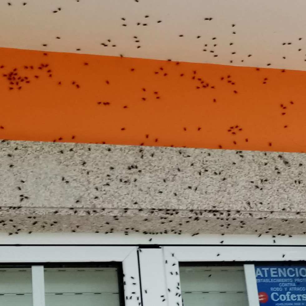 El PP exige servicios profesionales al Concello de Narón contra la plaga de moscas en O Val