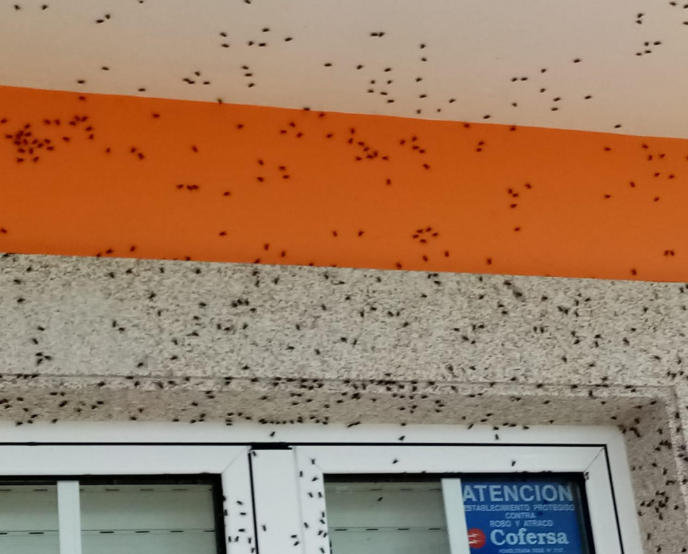 Plaga moscas O Val Naron
