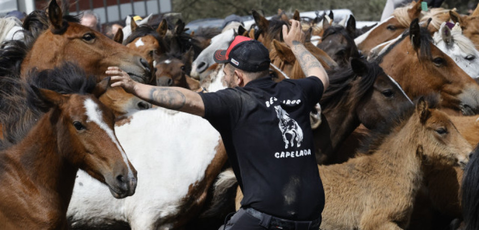 La Rapa das Bestas vuelve a Campo do Oso de Mondoñedo con un nuevo escenario