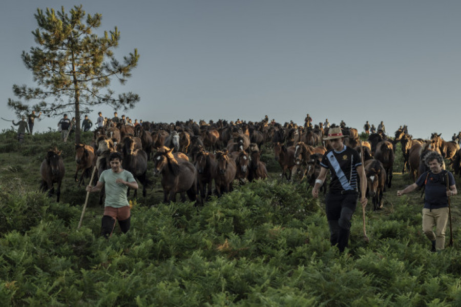 Sabucedo da el pistoletazo de salida a una multitudinaria 'Rapa das Bestas'