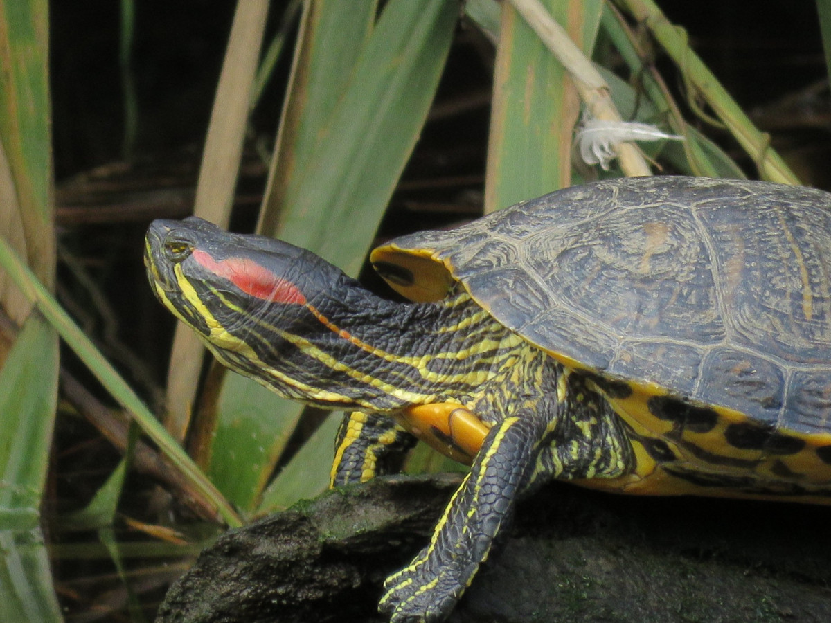 Tortugas florida rio Condomiñas Cedeira foto Rafael Lopez Loureiro