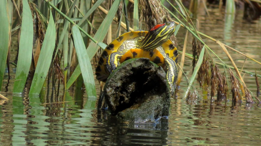 En busca de las tortugas "exóticas" de Cedeira que viven en el Condomiñas