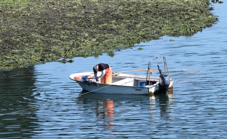 La mortalidad en la batea de reinstalación no llega al 2% en la campaña de verano