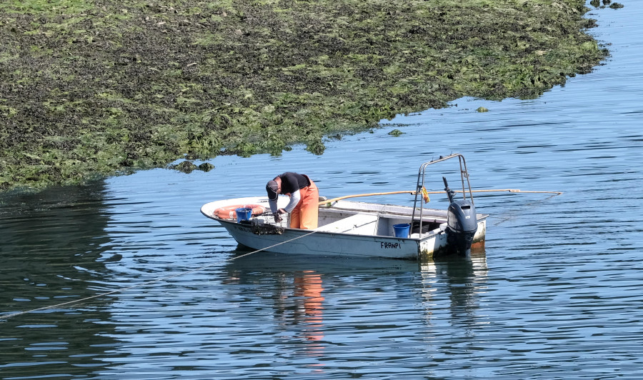 La mortalidad en la batea de reinstalación no llega al 2% en la campaña de verano