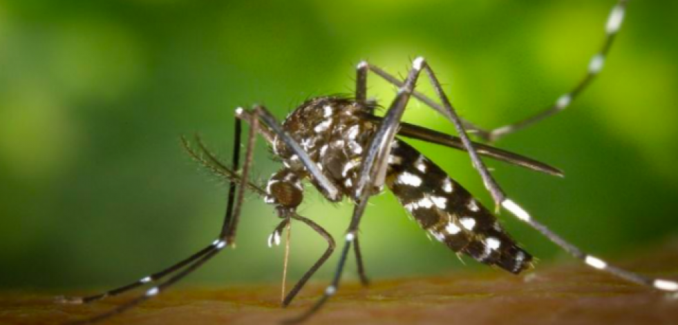 Prevenir las picaduras de insectos este verano, ¿qué se debe y no se debe hacer?