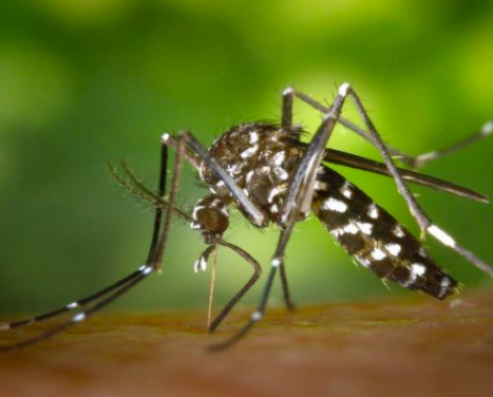 Los mosquitos se llevan el puesto número uno a la plaga más molesta del verano