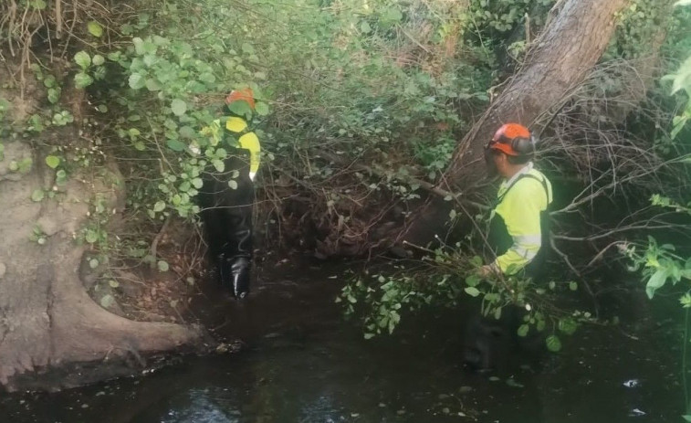 Labores autonómicas de limpieza en un arroyo de la parroquia valdoviñesa de Meirás