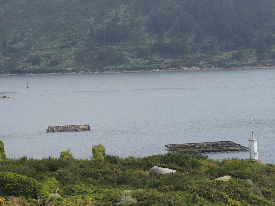 Mar ofrecerá la reinstalación de la batea en la ría el próximo verano tras los resultados de la primera campaña