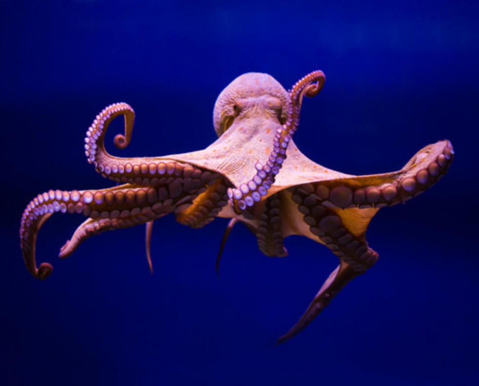 Pulpo 1