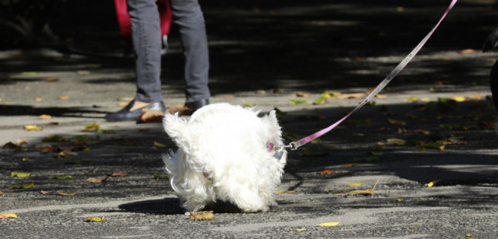 Galicia supera los 800.000 animales de compañía censados: desde perros y gatos hasta hurones o aves de rapiña
