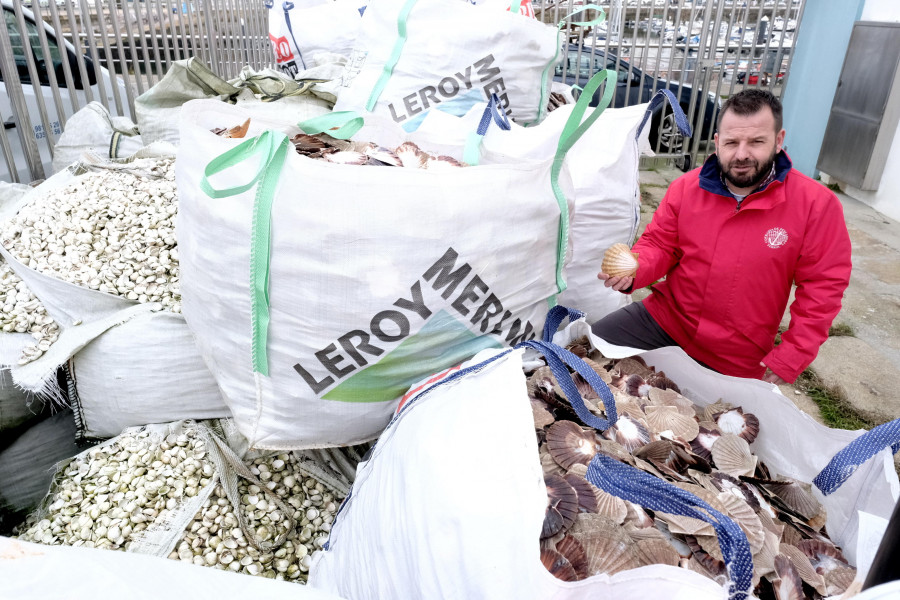 El pósito de Ferrol utilizará concha de vieira para regenerar sus bancos