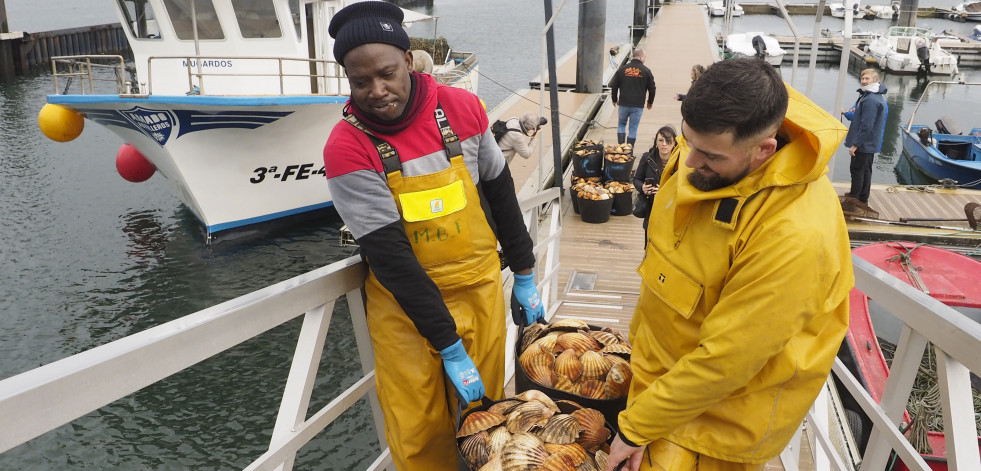 ¡A la rica vieira de la ría!: Ferrol y Barallobre trabajan a pleno rendimiento para extraer los mejores ejemplares