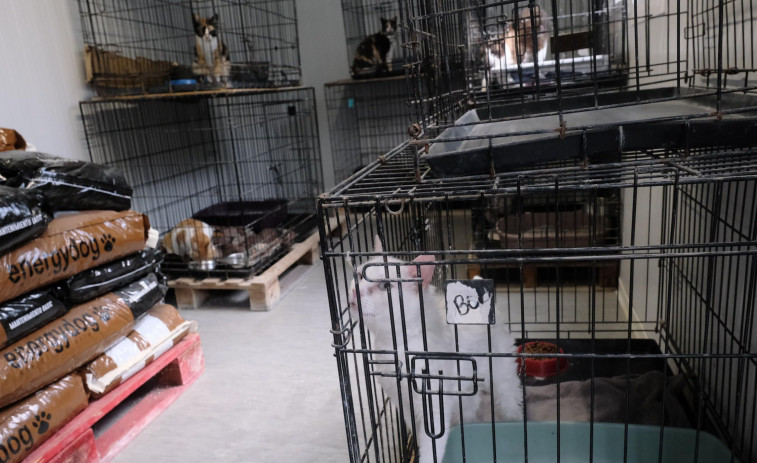 El refugio de animales de Mougá atendió a un millar de gatos de las colonias