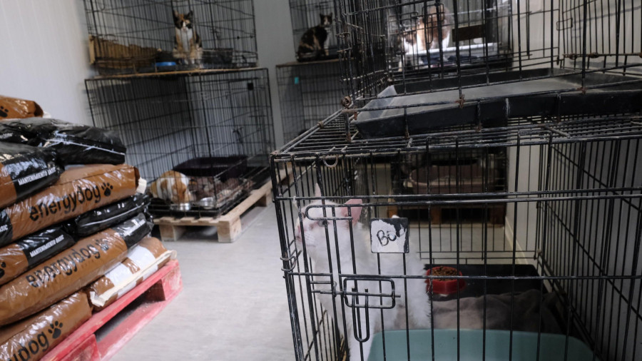 El refugio de animales de Mougá atendió a un millar de gatos de las colonias