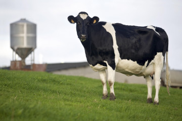 Vaca Jorge Meis