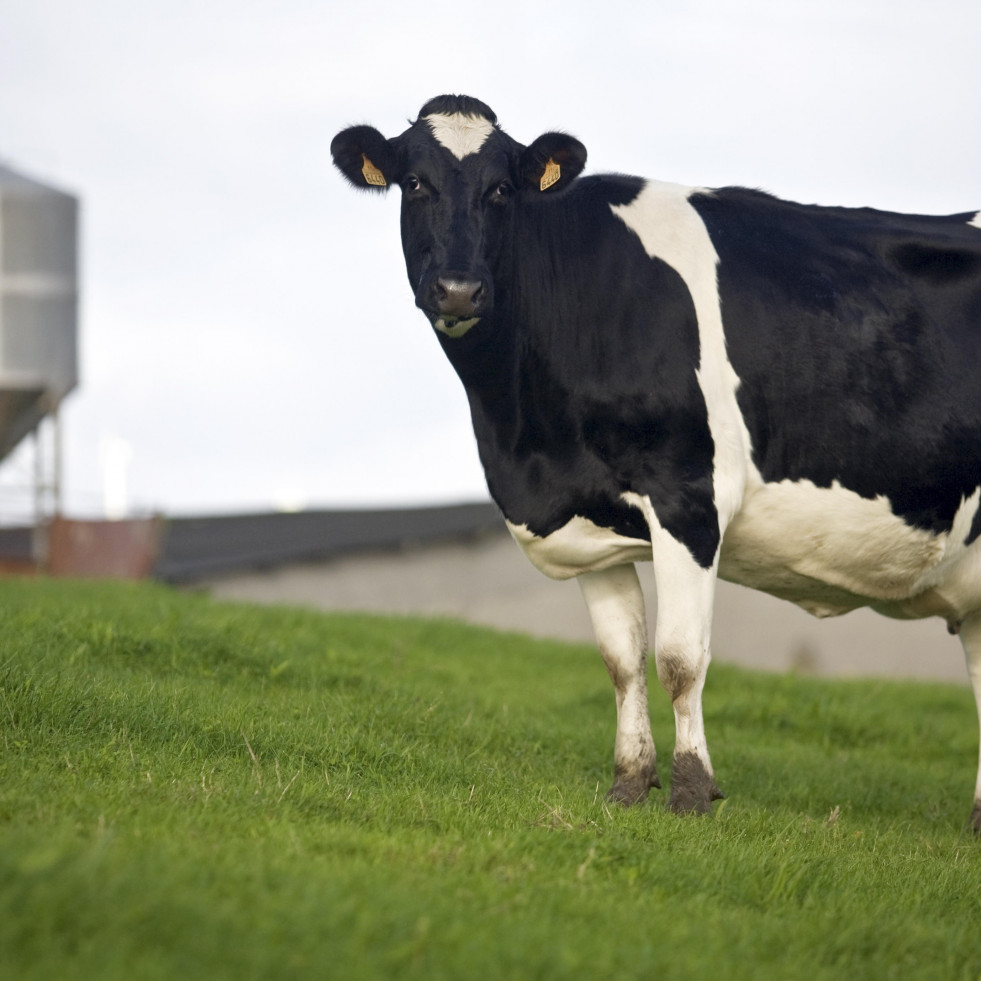 Cuando las vacas se van de fiesta