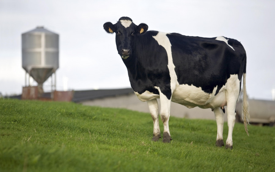 Cuando las vacas se van de fiesta