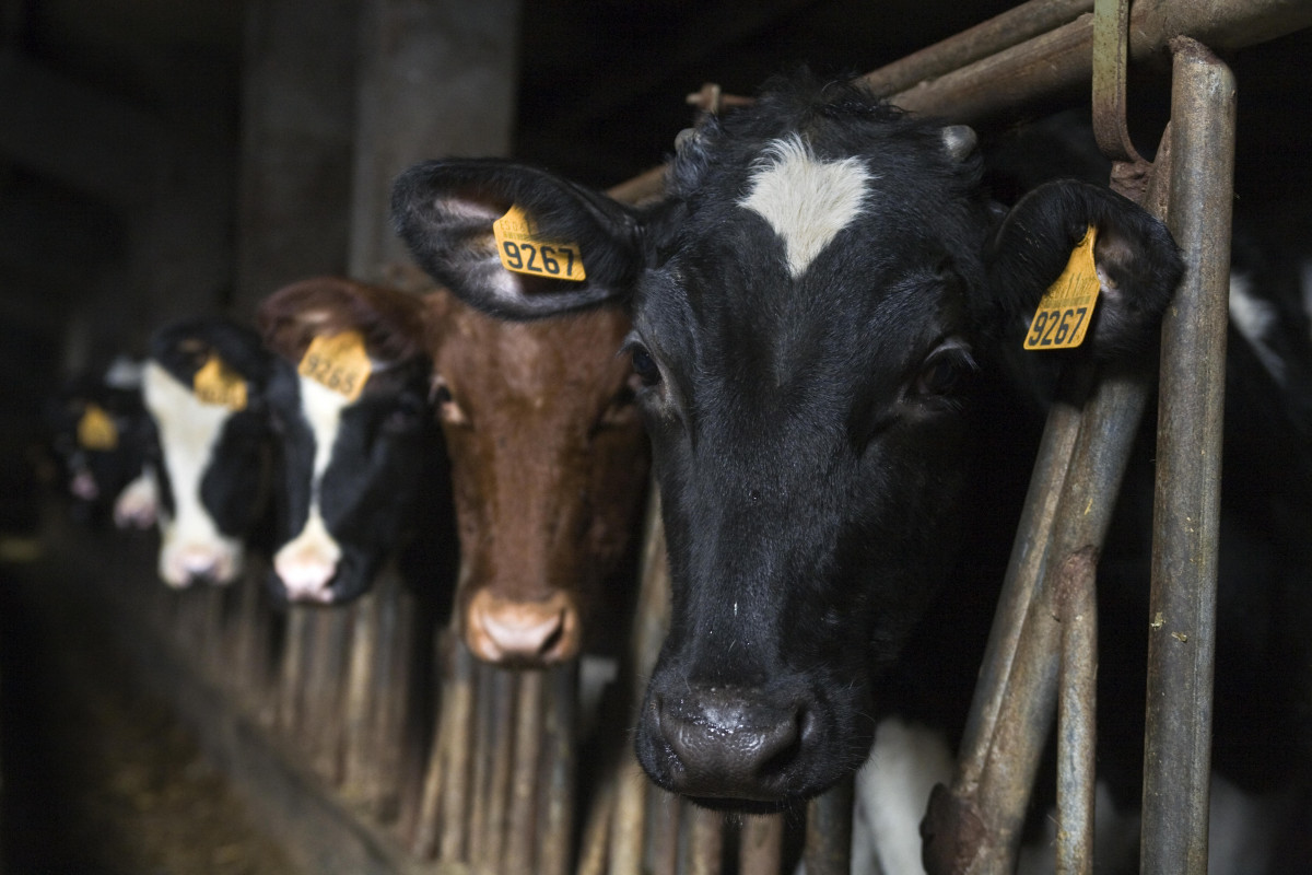 Vacas Jorge Meis2