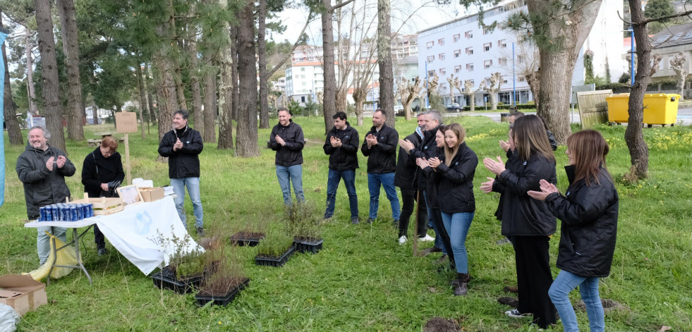 El grupo Albia y Bosquia reforestan media hectárea en el pinar de la playa de Cabanas