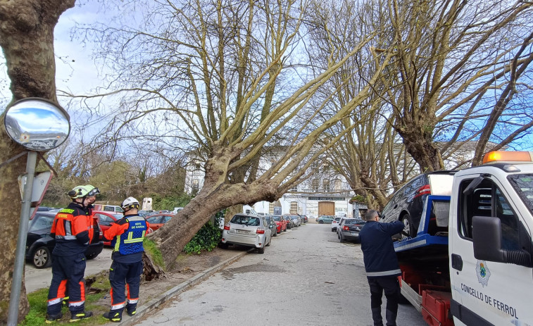 El viento amenaza con derribar uno de los árboles del Sánchez Aguilera de Ferrol
