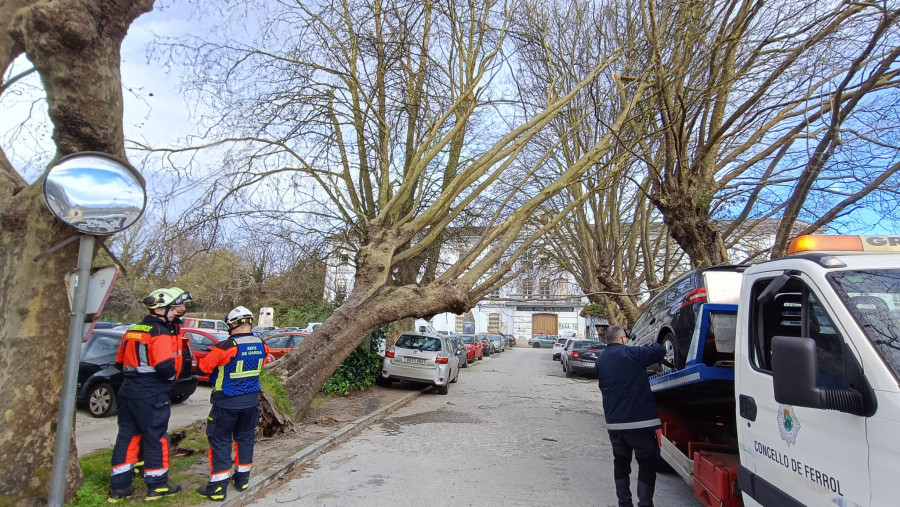 El viento amenaza con derribar uno de los árboles del Sánchez Aguilera de Ferrol