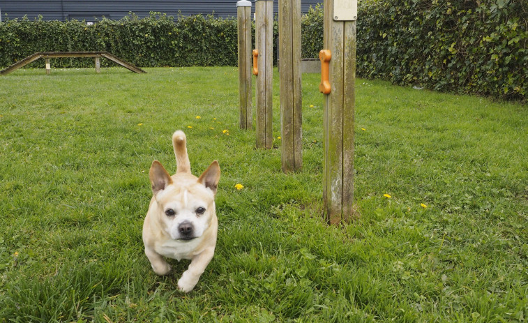 Los vecinos de Freixeiro llevan al gobierno naronés el bienestar de los perros