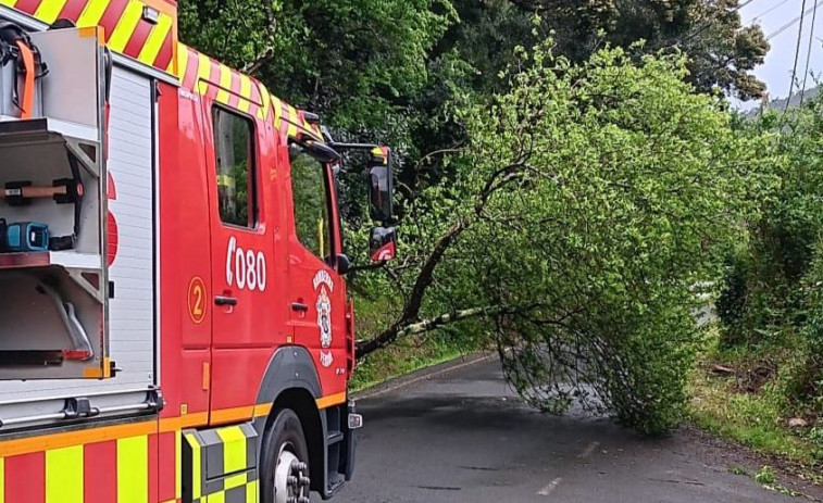 Movilizados los Bomberos de Ferrol para retirar un árbol de la calzada