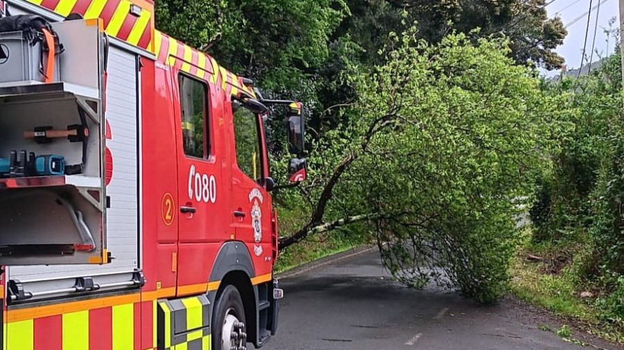 Movilizados los Bomberos de Ferrol para retirar un árbol de la calzada