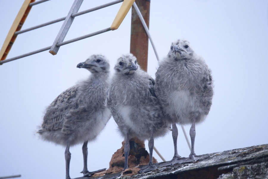Ferrol inicia su campaña anual de control de la nidificación de gaviotas en el término municipal