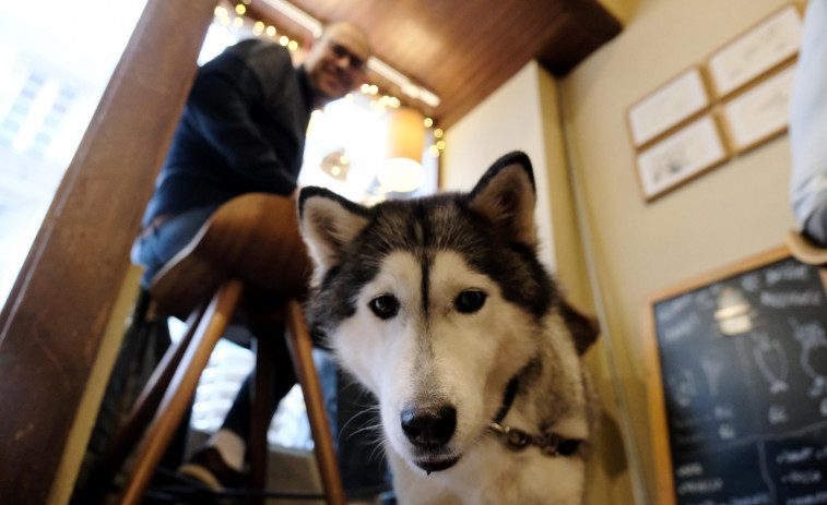En el Lusitania brilla un “solete” por cuidar a las mascotas en su local de Ferrol
