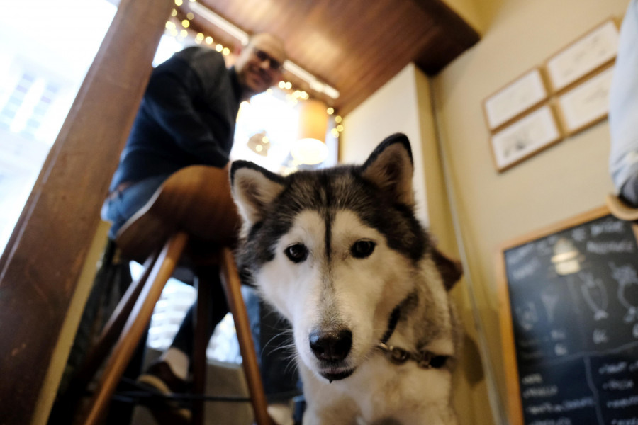 En el Lusitania brilla un “solete” por cuidar a las mascotas en su local de Ferrol