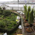Hojas neerlandesas para A Coruña
