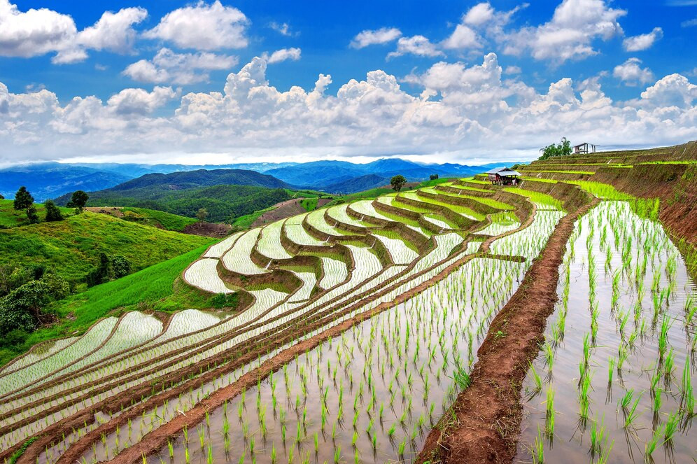 Terraza campo arroz ban pa bong piang chiangmai tailandia 335224 966