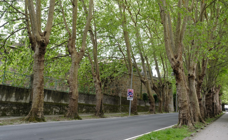 Rechazada la propuesta sobre los árboles de la avenida de Compostela