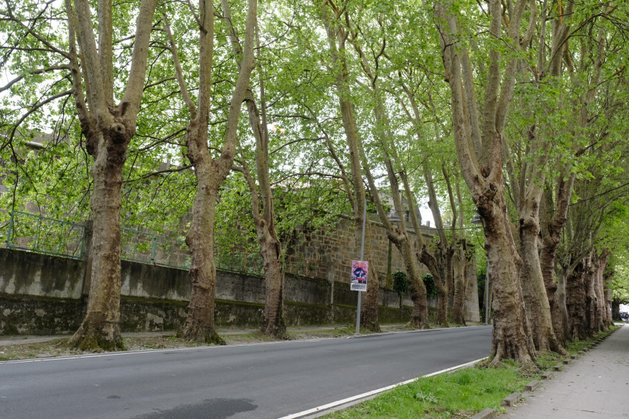 Rechazada la propuesta sobre los árboles de la avenida de Compostela