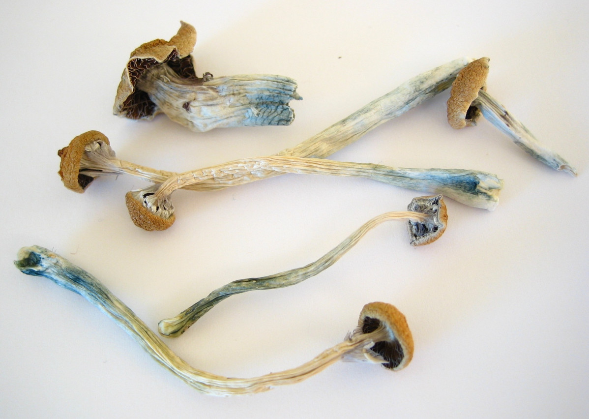Dried Cubensis