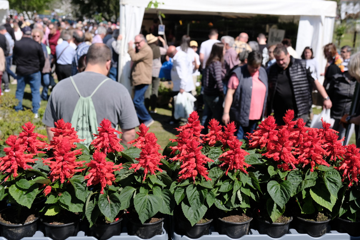 Feira plantacion 3