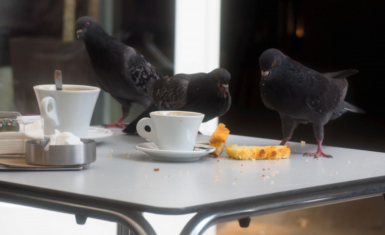 La proliferación de palomas preocupa a los hosteleros de Narón y comarca