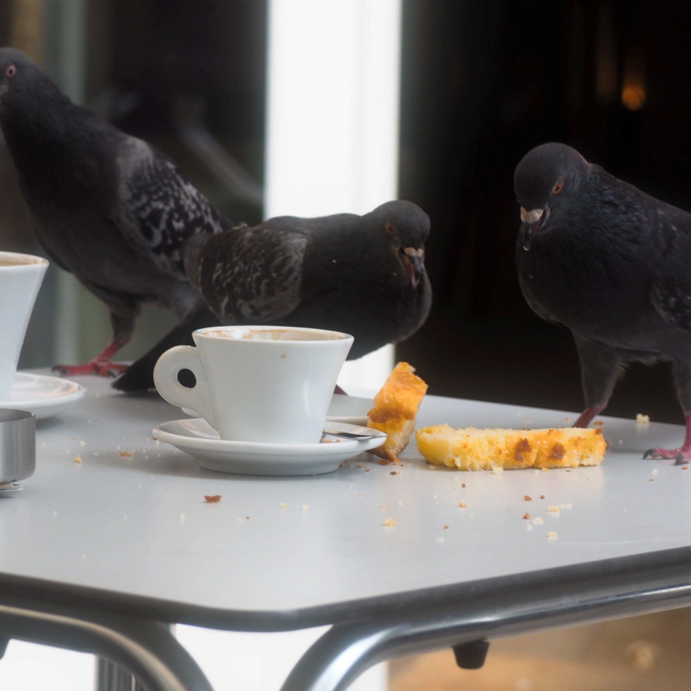 La proliferación de palomas preocupa a los hosteleros de Narón y comarca