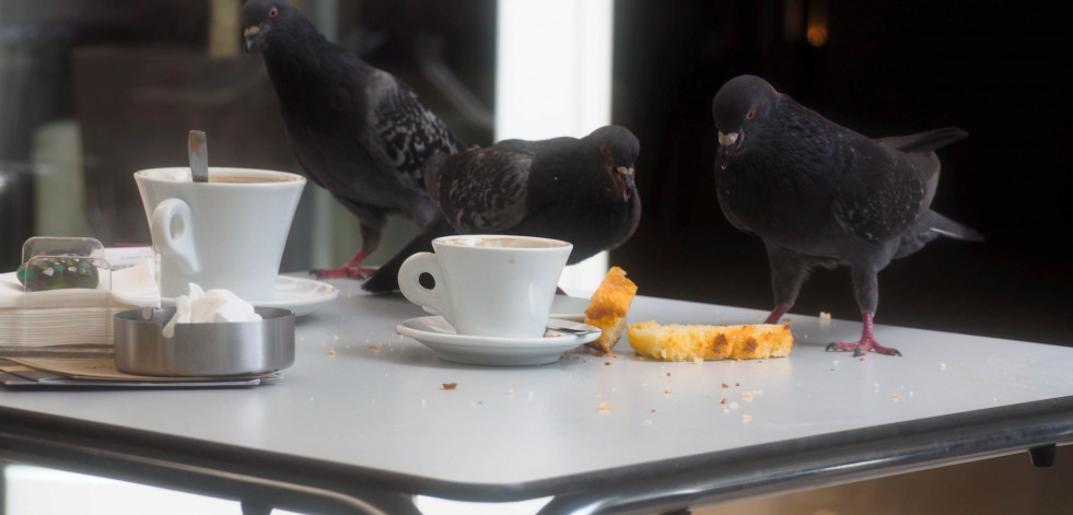 La proliferación de palomas preocupa a los hosteleros de Narón y comarca