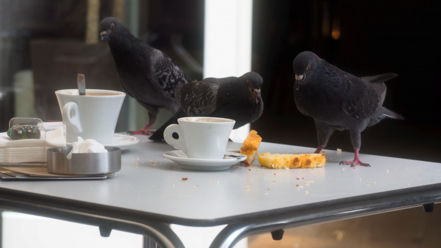 La proliferación de palomas preocupa a los hosteleros de Narón y comarca