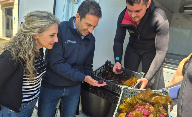 Siembra de 3.000 unidades de erizo de mar en la ría de Cedeira