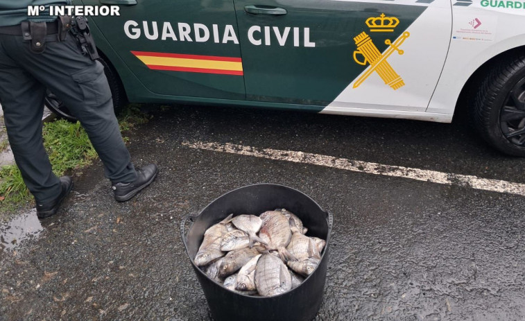 Sorprendidos dos pescadores deportivos en A Percebelleira con más de 20 kilos ilegales de sargos
