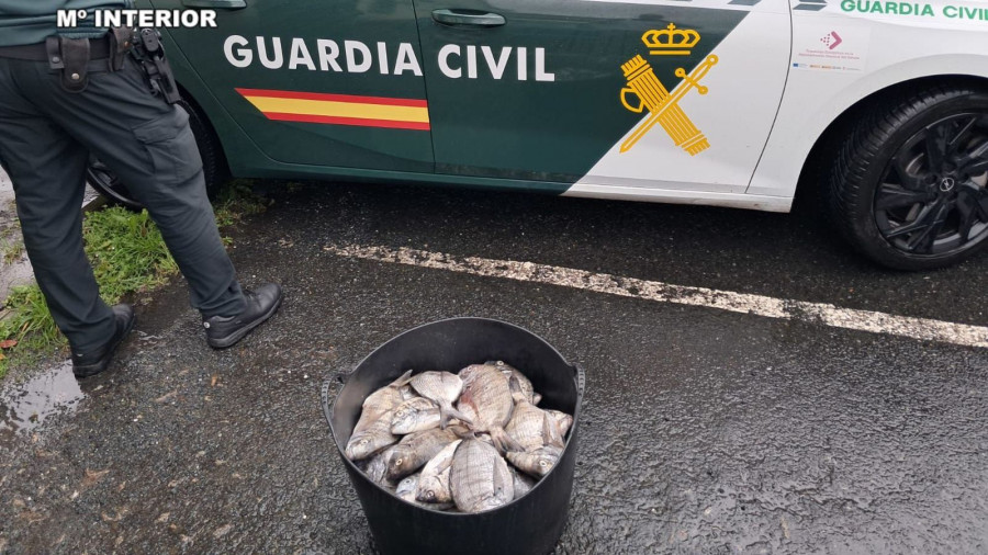 Sorprendidos dos pescadores deportivos en A Percebelleira con más de 20 kilos ilegales de sargos