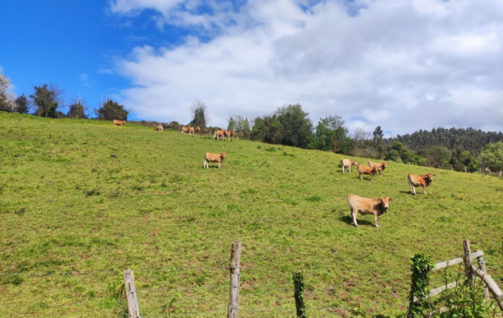 Mueren 27 vacas de una explotación ganadera de Rodeiro tras ser alcanzadas por un rayo